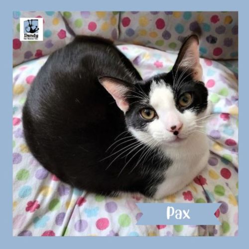 Pax ^^Dandy Cat Rescue^^