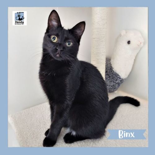 Binx ^^Dandy Cat Rescue^^