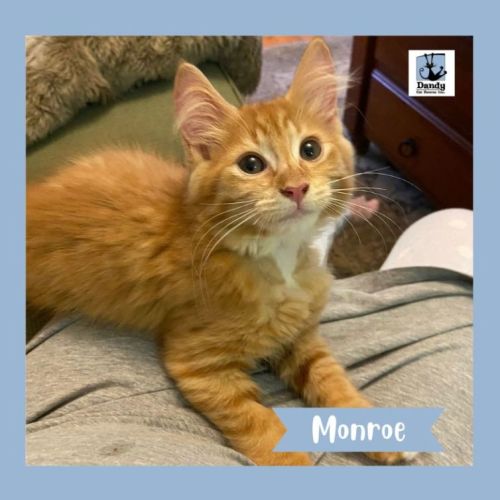 Monroe ^^Dandy Cat Rescue^^