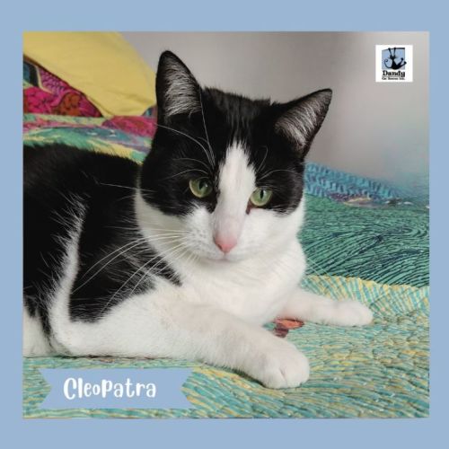 Cleopatra ^^Dandy Cat Rescue^^