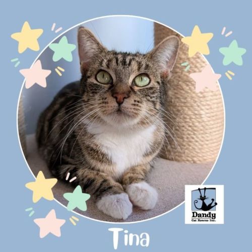 No photo for Tina ^^Dandy Cat Rescue^^