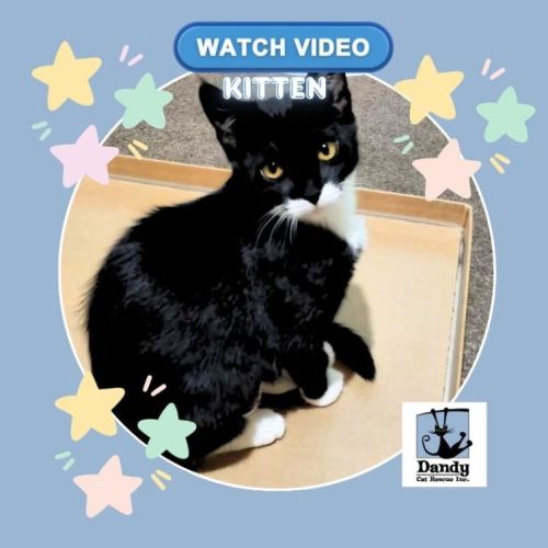 Miz ^^Dandy Cat Rescue^^