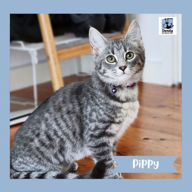Photo of Pippy ^^Dandy Cat Rescue^^