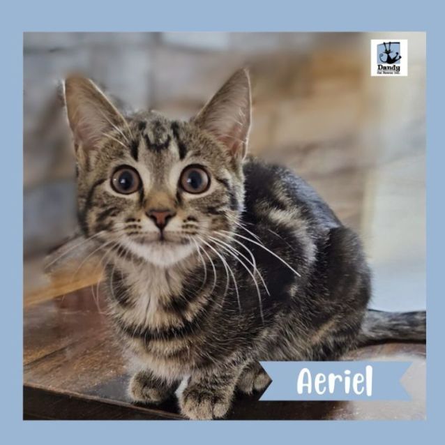 Photo of Aeriel ^^Dandy Cat Rescue^^