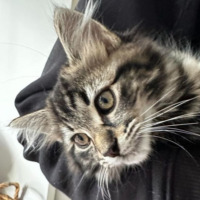 Photo of Montana **2nd Chance Cat Rescue**