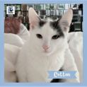 Photo of Cotton ^Dandy Cat Rescue^