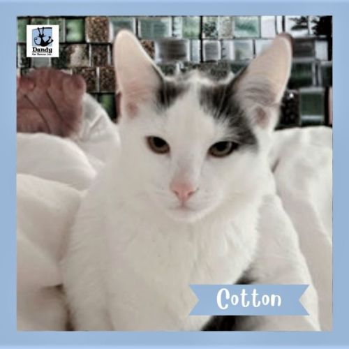 Cotton ^Dandy Cat Rescue^