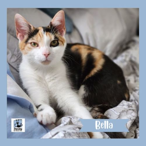 Bella ^^Dandy Cat Rescue^^