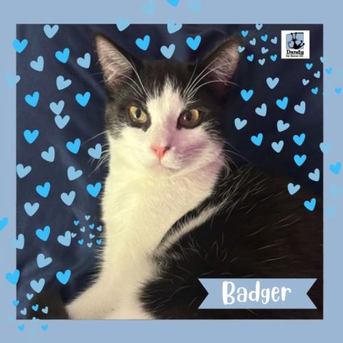 Badger ^^Dandy Cat Rescue^^