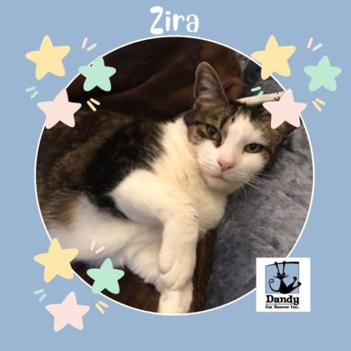 No photo for Zira ^^Dandy Cat Rescue^^