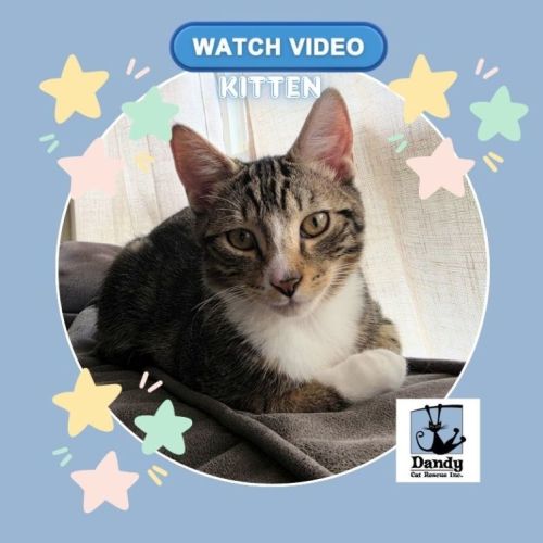 No photo for Buzz ^^Dandy Cat Rescue^^