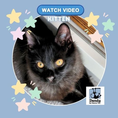 No photo for Memphis ^^Dandy Cat Rescue^^