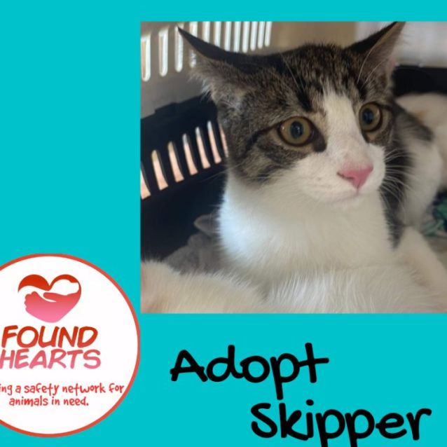 Photo of Skipper