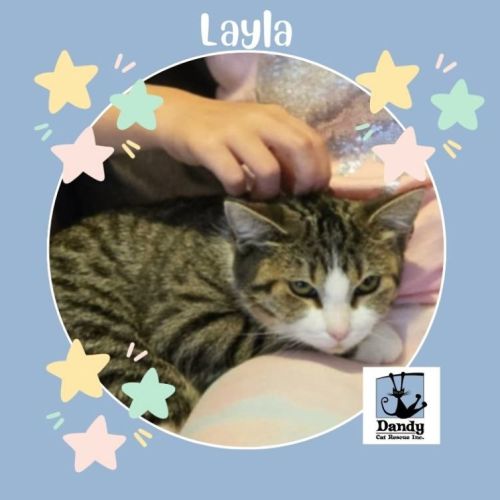 Layla ^^Dandy Cat Rescue^^