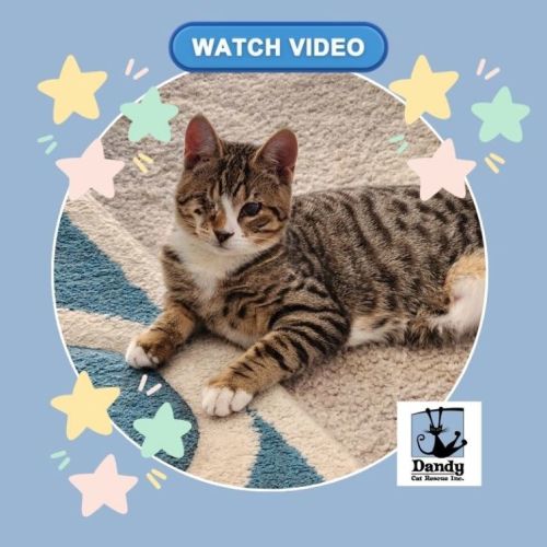 Desi ^^Dandy Cat Rescue^^