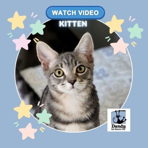 No photo for Jacob ^^Dandy Cat Rescue^^