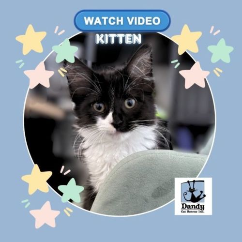 No photo for Magenta ^^Dandy Cat Rescue^^