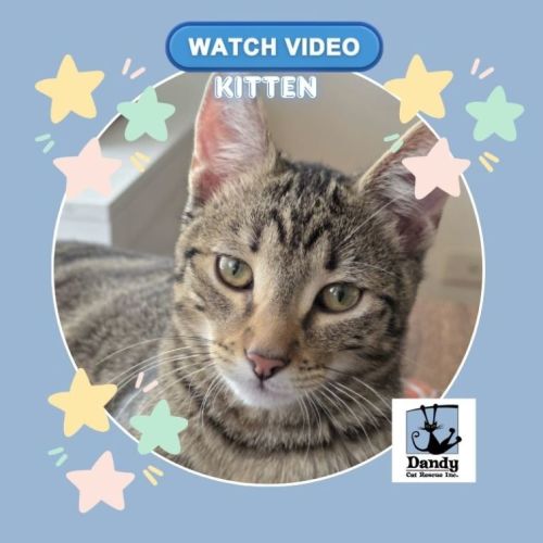 No photo for Woody ^^Dandy Cat Rescue^^