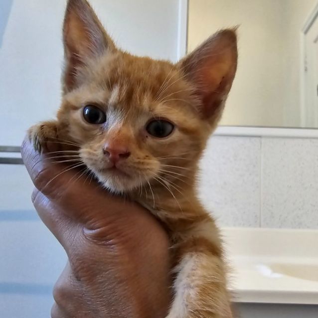 Photo of 🧡 Spot 🧡