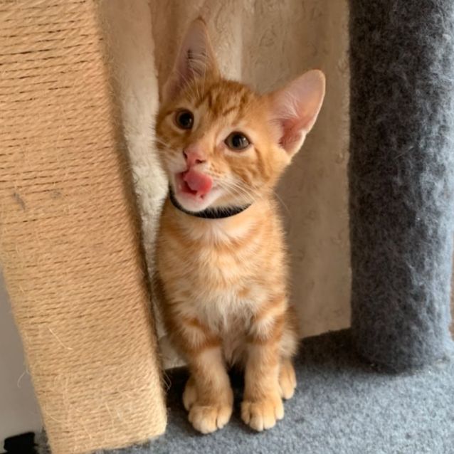 Photo of Oakley 🧡😻🐈🧡
