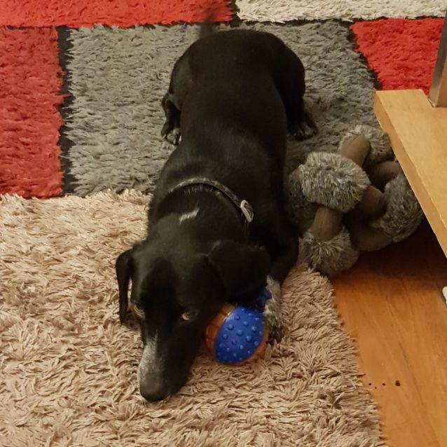 Photo of Beau