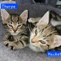 Photo of Thorpe ** 2nd Chance Cat Rescue**