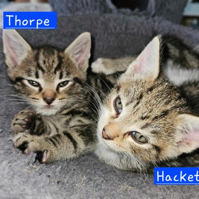 Photo of Thorpe ** 2nd Chance Cat Rescue**