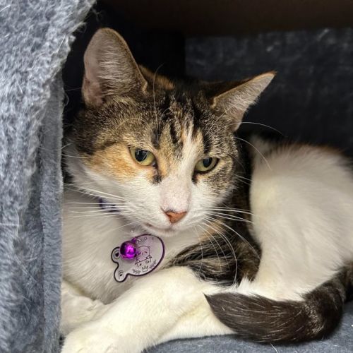 Small Paws Animal Rescue QLD PetRescue