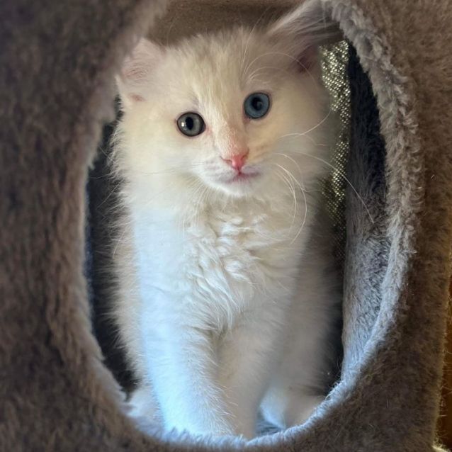 Photo of Pedro & Patrick   Bonded Pair