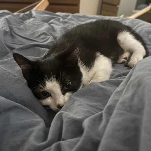 No photo for Hendricks