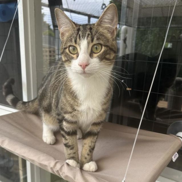 Photo of Lentil (Located In Boronia)