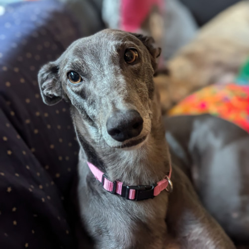 Emmie