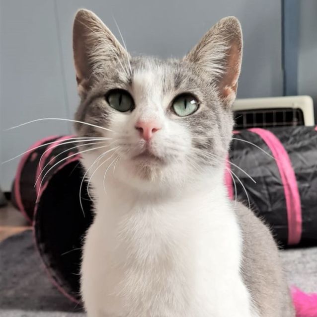 Photo of Sweetpea ^^Dandy Cat Rescue^^