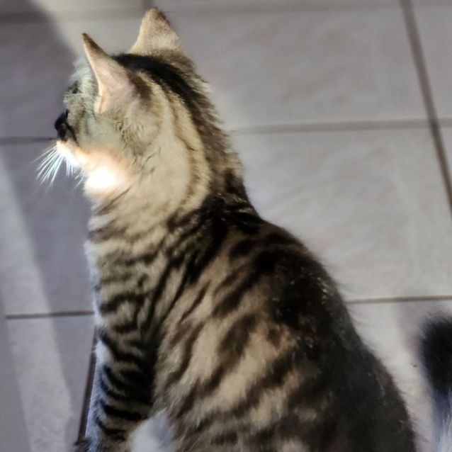 Photo of Cola ^^Dandy Cat Rescue^^