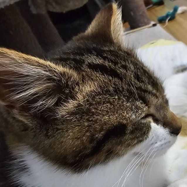 Photo of Merlot ^^Dandy Cat Rescue^^