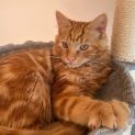 Photo of Toulouse ^^Dandy Cat Rescue^^