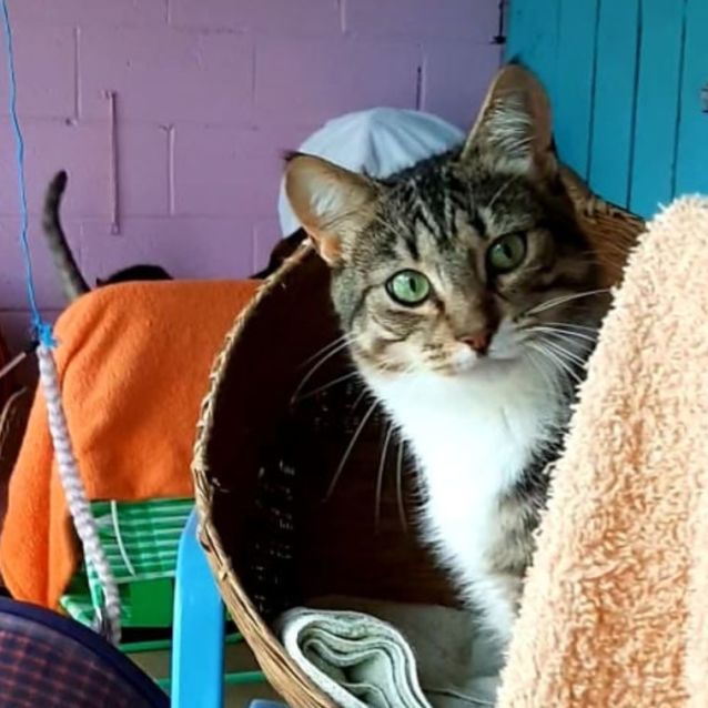 Photo of Mystic   Meet Me At Petstock South Geelong!