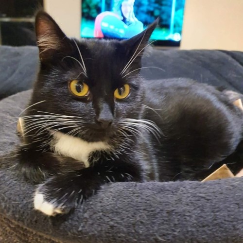 Ula ** 2nd Chance Cat Rescue **