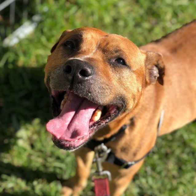 Photo of Rex