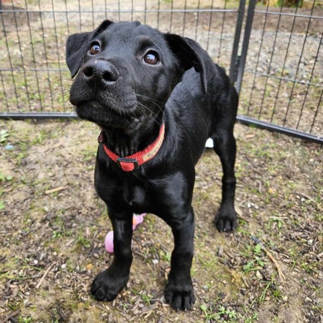 Persimmon - Medium Male Kelpie x German Shepherd Mix Dog in VIC - PetRescue