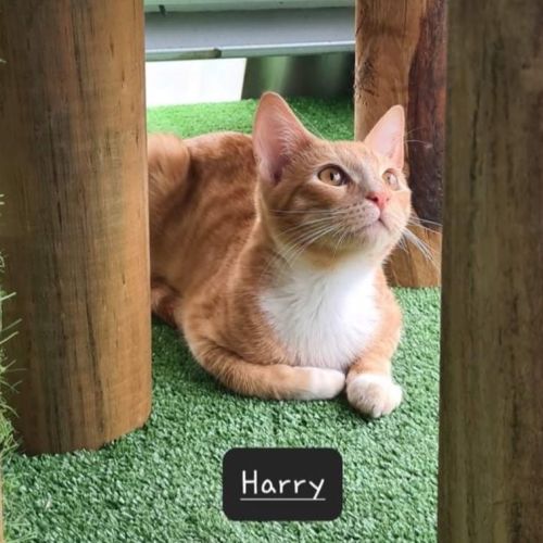 No photo for Harry