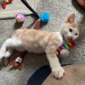 Photo of Kovu ** 2nd Chance Cat Rescue **