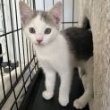 Photo of Morty *9 Lives Project Rescue*