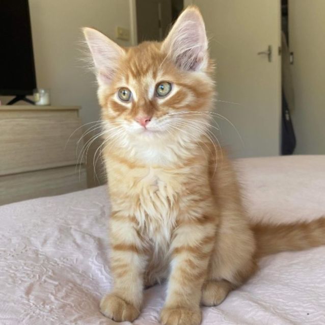 Photo of Cupid *9 Lives Project Rescue*