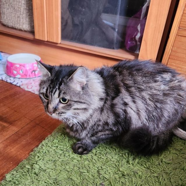 Photo of Olive ^^Dandy Cat Rescue^^