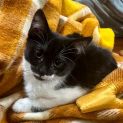 Photo of Matilda **2nd Chance Cat Rescue**