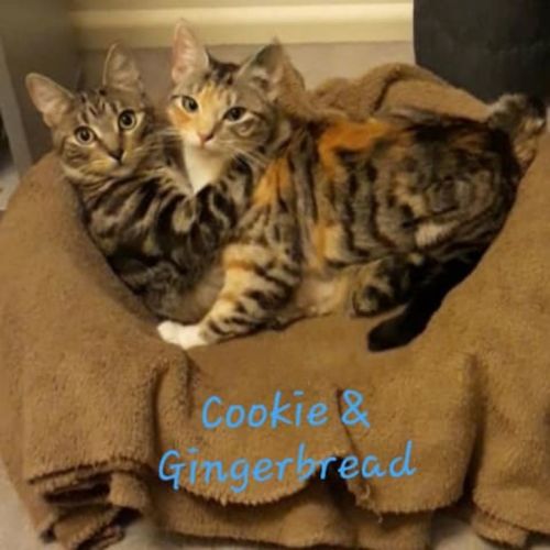 🤎Gingerbread & Cookie🤎