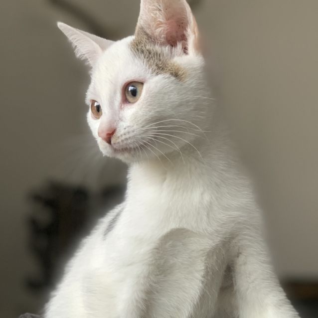 Photo of Rosie (Was Mister K)