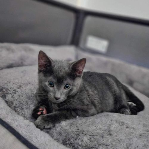 Winston meet me at Petstock Mornington Nepean hwy 