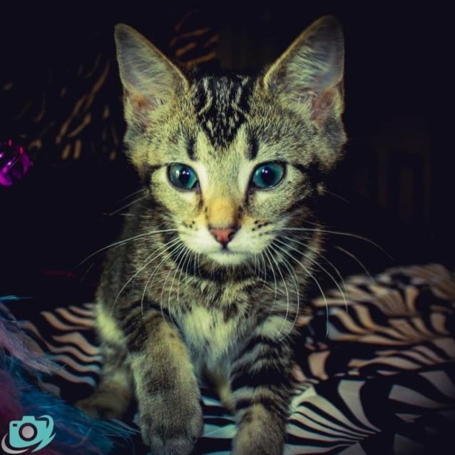 Photo of Chanel  Female Kitten (On Trial 16/07/22)